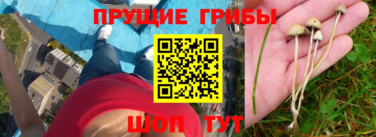 Псилоцибиновые грибы Psilocybine cubensis Дедовск